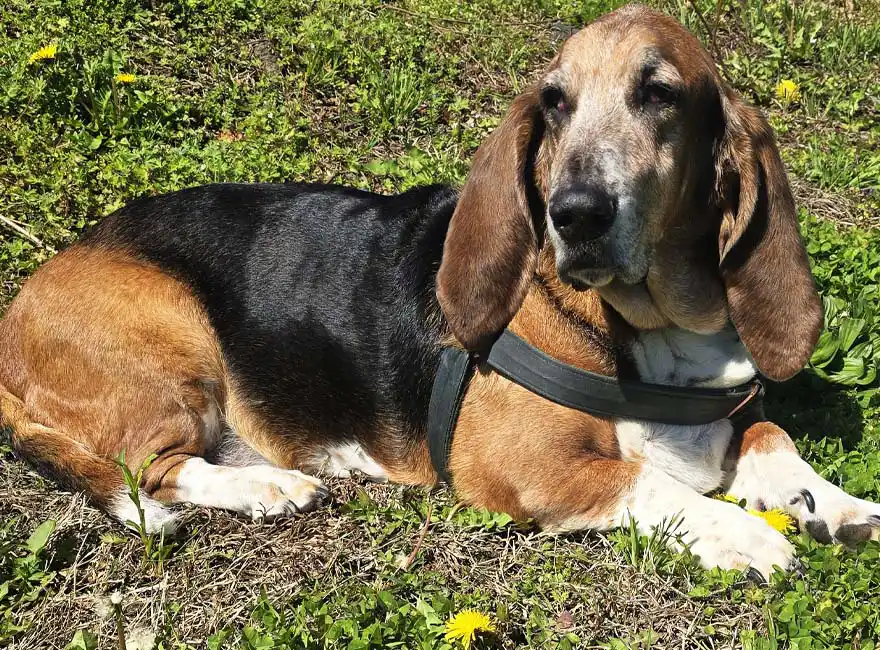miniature donkey pattycakes