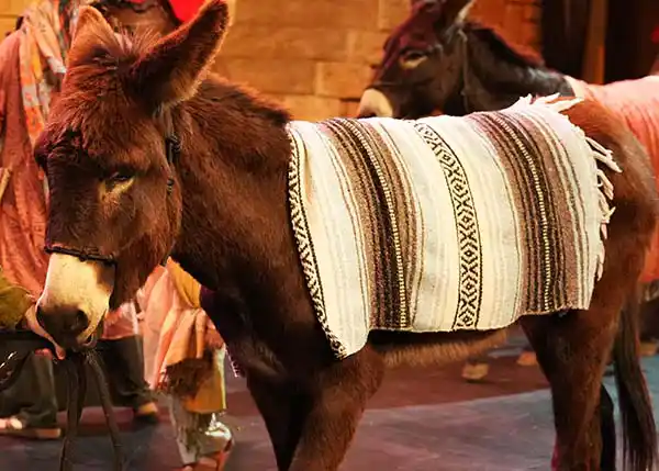 miniature donkey pattycakes
