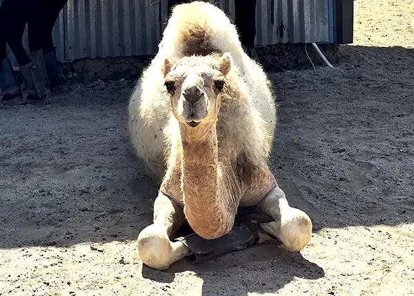 dromedary camel