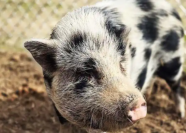 mini-pig curly