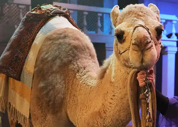 dromedary camel on stage