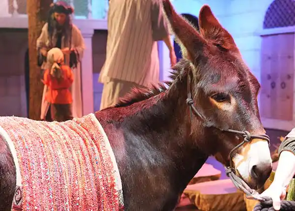 standard donkey sugar