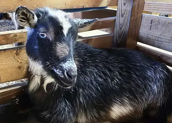 Nigerian dwarf goat