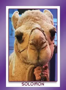 solomon the camel
