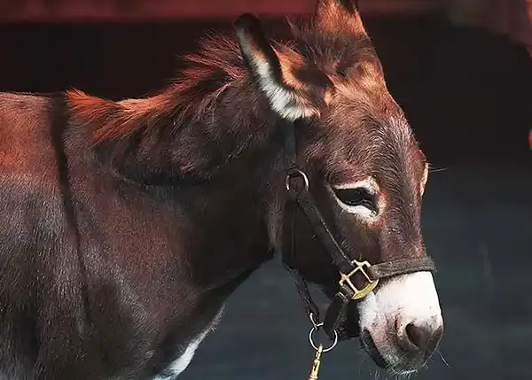 miniature donkey