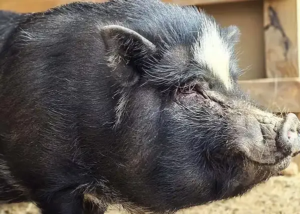 juliana potbelly mini pig