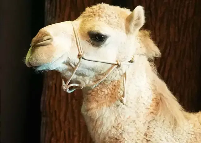 dromedary camel