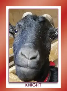 Nubian goat