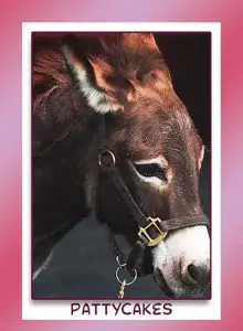 miniature donkey