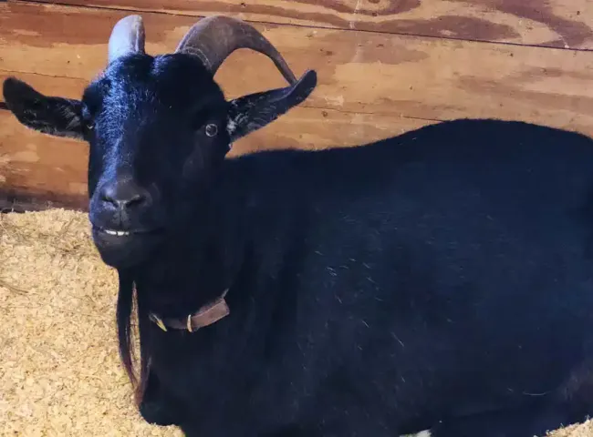 nubian mixed goat