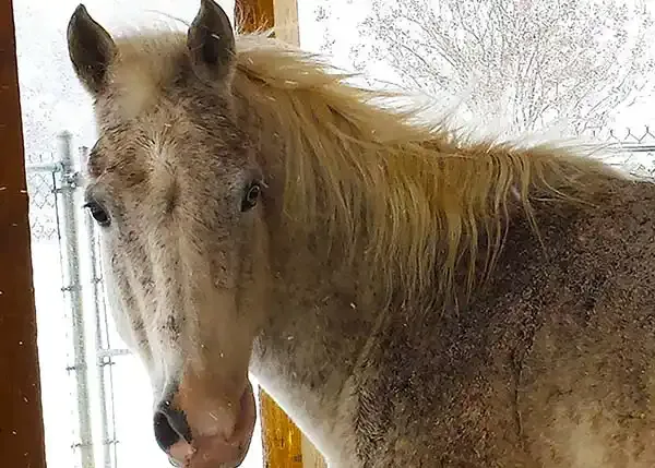 mustang quarter horse