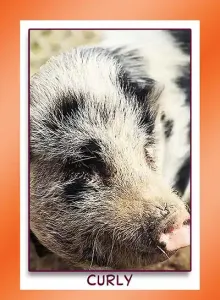 mini pig