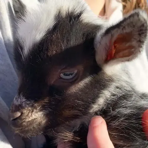baby goat