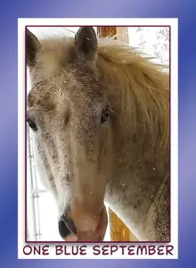 horse